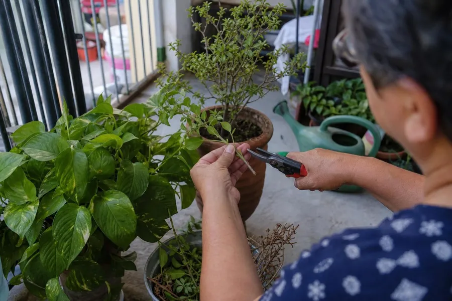 La poda adecuada para cada tipo de planta en casa